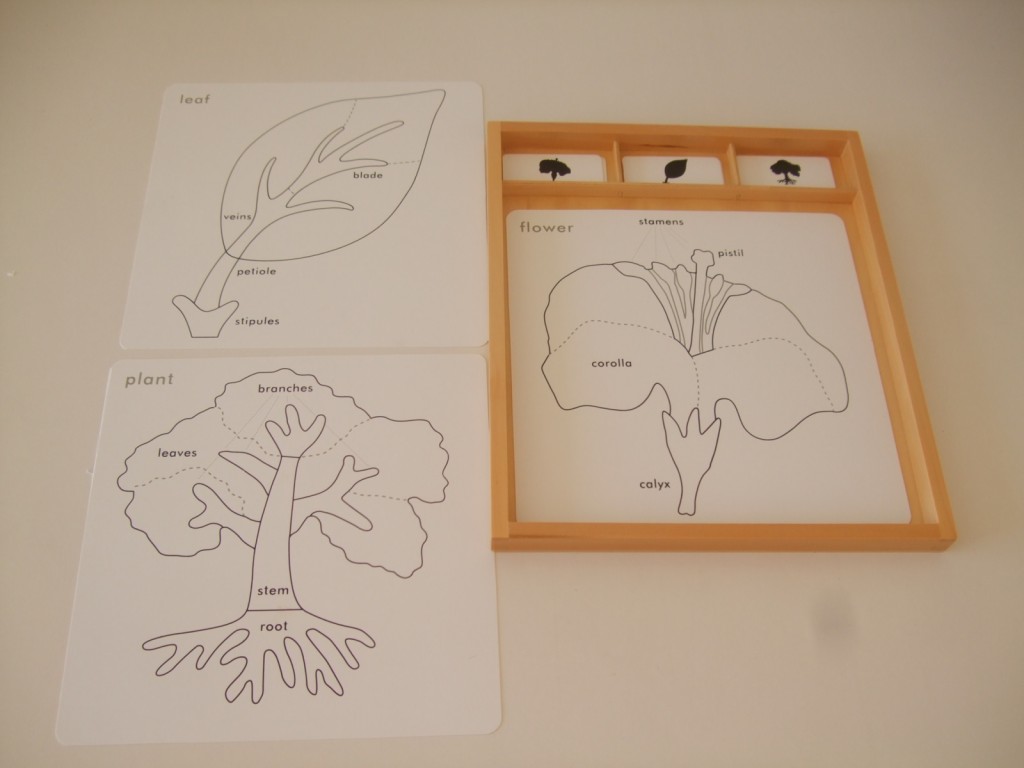 Botany activity cards Montessori PreSchool Supplies