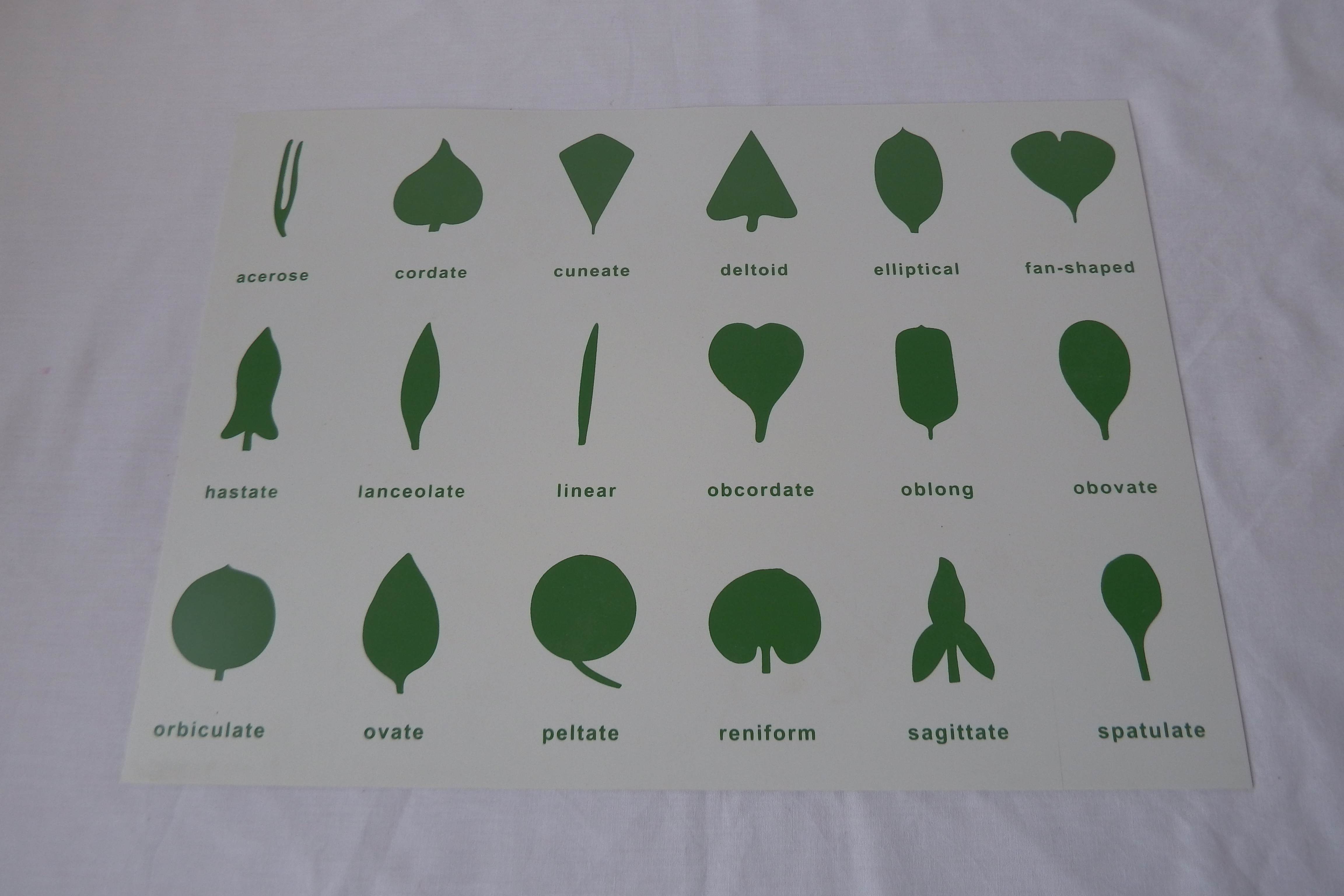 Montessori Botany Charts