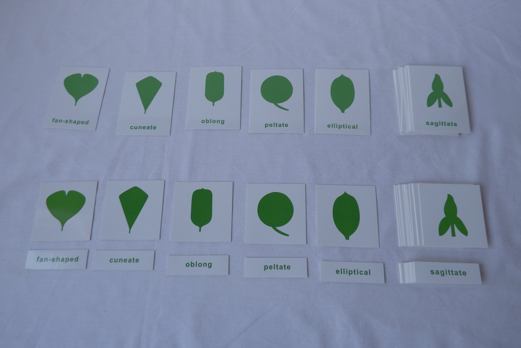 Botany Nomenclature Cards (18 Insets) Montessori PreSchool