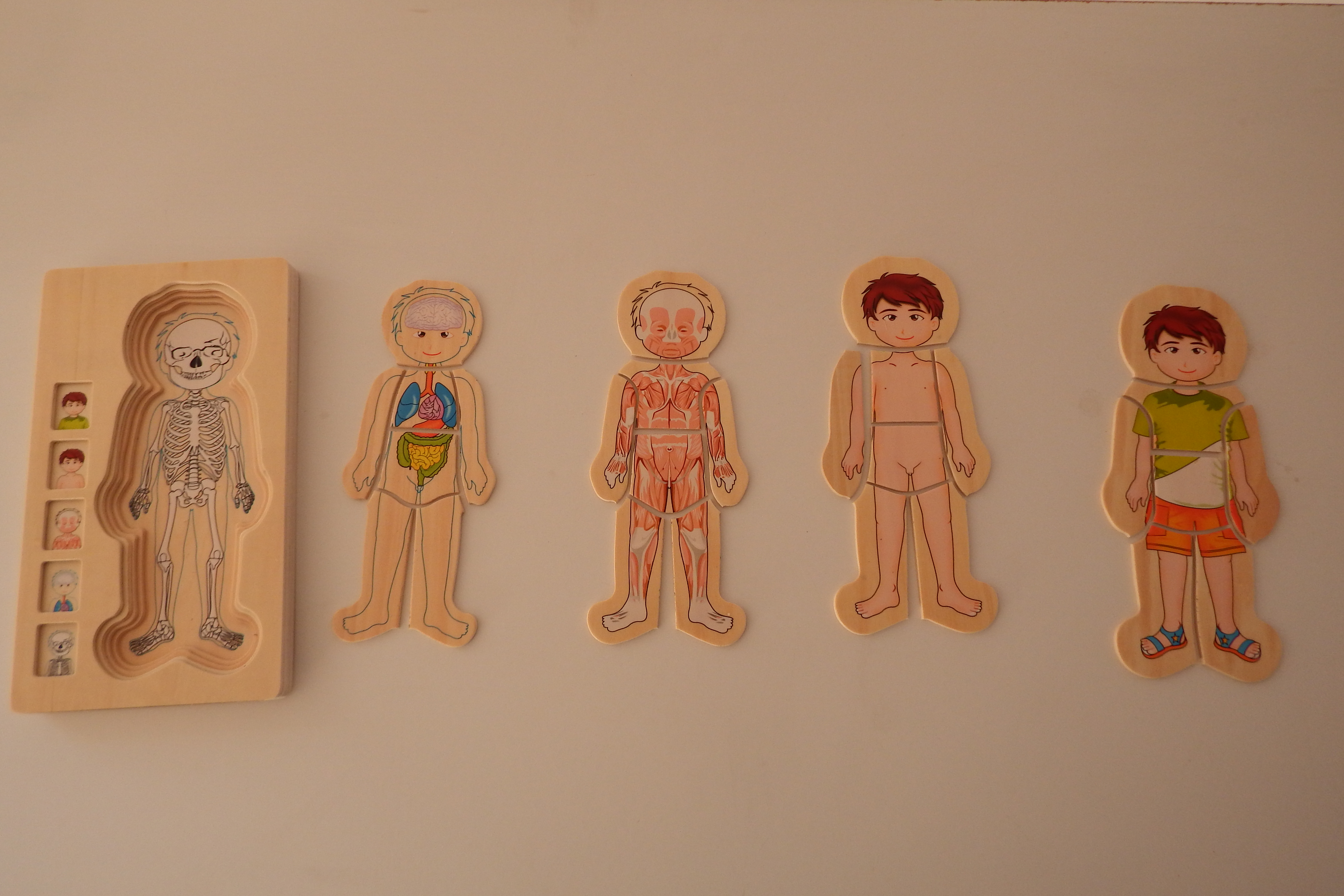 Anatomy puzzle set boy Montessori PreSchool Supplies